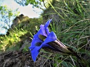 Sui monti sopra casa bei fiori primaverili-26magg23